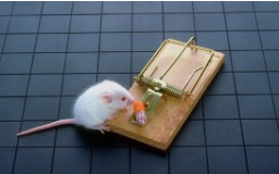 A mouse in danger